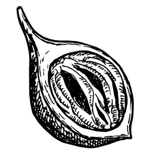 Nutmeg Oil