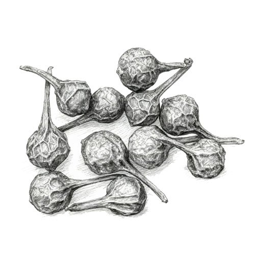 indonesia spice - cubeb - indoharvest