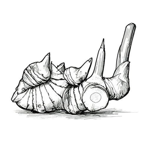 indonesia spice - galangal - indoharvest