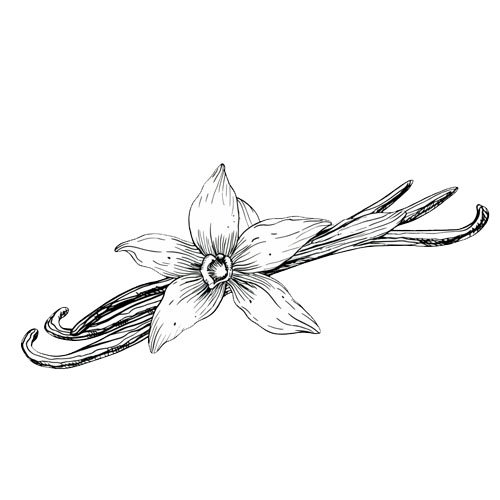 indonesia spice - vanilla - - indoharvest