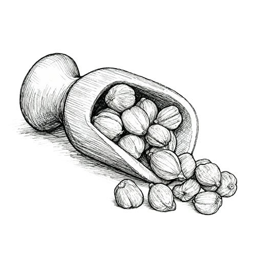 indonesia spice - white cardamom - indoharvest